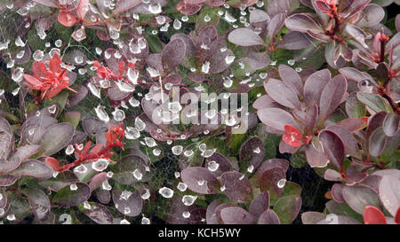 Wassertropfen auf Cobweb im Garten. Stockfoto