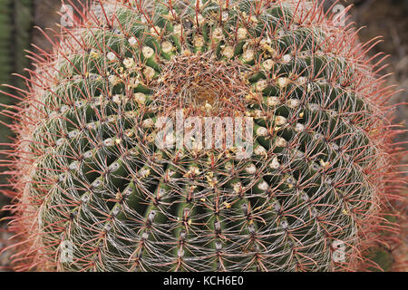 Krone eines Angelhaken Barrel Kaktus in Arizona Stockfoto