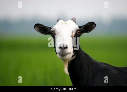 Ziege Schließen Sie herauf Ansicht Stirnseite mit Bart männlichen direkt in das Feld Stockfoto