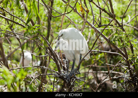 Juvenile Snowy egrets (Egretta thula) sitting in tree - Florida USA Stockfoto