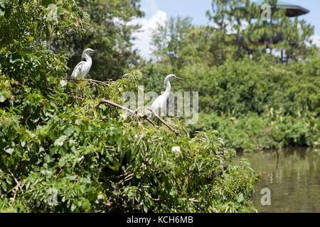 Nach großen Reiher (Ardea alba) in dichter Vegetation-Florida USA Stockfoto