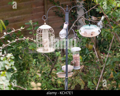 Bird Feeder und in der Nähe Stand up außerhalb zurück Garten Herbst, Essex, England, Großbritannien Stockfoto