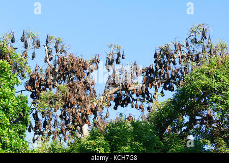 Eine gemischte Kolonie von Schwarzen Flughunde (Pteropus alecto) und Kleine Rote Flughunde (Pteropus scapulatus) Rastplätze in Lissner Park in Charters Towers, Stockfoto