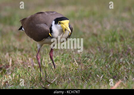 Sporn - winged Kiebitz oder Sporn - winged plover Stockfoto