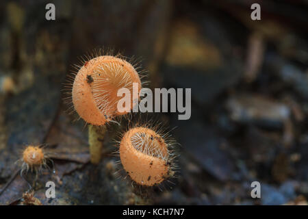 Cookeina tricholoma im Regenwald, bunte Pilze im Wald thailand Stockfoto