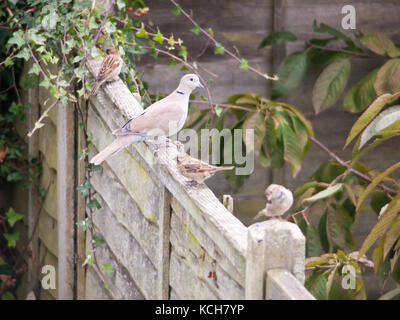 Schöne zoom Portrait von collared Dove auf hölzernen Zaun Garten gehockt, Essex, England, Großbritannien Stockfoto