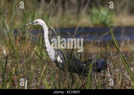 Weiß-necked Heron Angeln zwischen Schilf Stockfoto