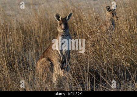 Eastern Grey Kangaroo mit Tasche Joey Stockfoto