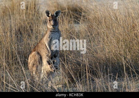 Eastern Grey Kangaroo mit Tasche Joey Stockfoto