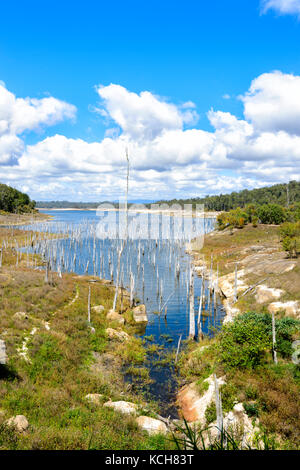 Tote Bäume wegen Überflutung durch die Tinaroo Falls Damm über den Barron River, Atherton Tablelands, Far North Queensland, Australien Stockfoto