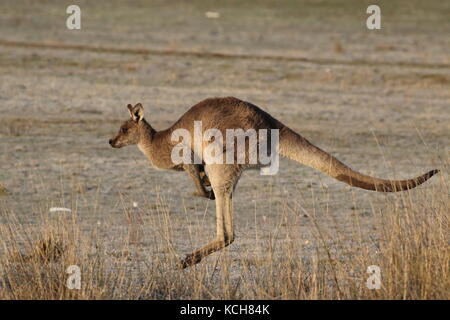 Eastern Grey kangaroo hopping über ein Feld Stockfoto