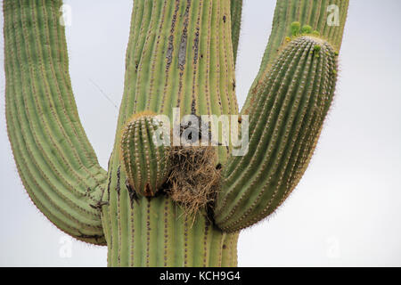 Bird's Nest in einem Saguaro Kaktus gegen weißen Himmel Stockfoto