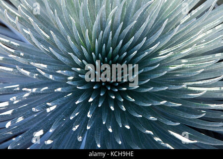 Oder silversword' (argyroxiphium sandwicense macrocephalum ahinahina) Detail, Haleakala National Park, Maui, Hawaii Stockfoto