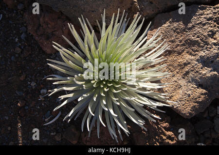 Oder silversword' (argyroxiphium sandwicense macrocephalum ahinahina) und Felsen, Haleakala National Park, Maui, Hawaii Stockfoto