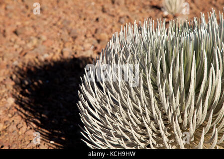 Oder silversword' (argyroxiphium sandwicense macrocephalum ahinahina) Detail, Haleakala National Park, Maui, Hawaii Stockfoto