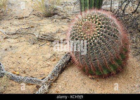 Angelhaken Barrel Kaktus in Arizona Stockfoto