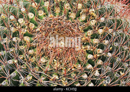 Krone eines Angelhaken Barrel Kaktus in Arizona Stockfoto