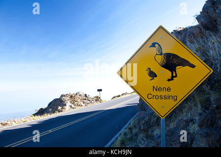 Nene (Hawaiian goose) (branta sandvicensis) Schild, Haleakala National Park, Maui, Hawaii Stockfoto