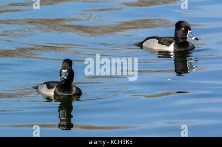 Zwei Ring-necked Enten (Aythya collaris), Männer, Gilbert Wasser Ranch, Gilbert, AZ Stockfoto