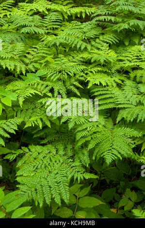 Adlerfarn (Pteridium aquilinum) Farne, Sommer, borealen Wäldern von Ontario, Kanada Stockfoto