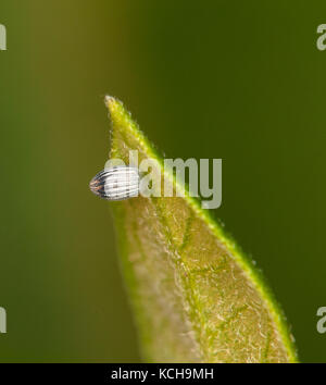 Nahaufnahme der Monarchfalter (danaus Plexippus) Ei auf milkweed Blatt festgelegt Stockfoto