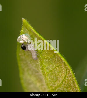 Nur schraffierte Monarch Caterpillar (danaus Plexippus) essen Eierschale (1 Mahlzeiten) Stockfoto