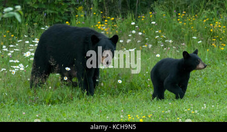 Wilden amerikanischen Schwarzbären (Ursus Americanus) weiblich oder Sau und Cub, in der Nähe von Lake Superior, Ontario Kanada Stockfoto