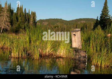 Nistkasten für Holz Ente (Aix sponsa) auf Beaver Pond im borealen Wald in der Nähe von Lake Superior Stockfoto