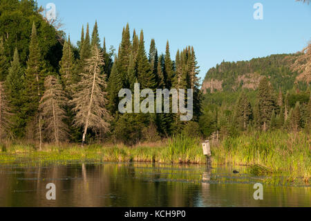 Nistkästen für Holz Enten auf einem Biber Teich im borealen Wald in der Nähe von Lake Superior, Nordamerika. Stockfoto