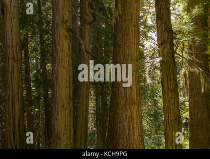 Im Landesinneren Regenwald, Western Red Cedar (Thuja plicata), die alten Forstweg außerhalb von Prince George, BC, Kanada Stockfoto