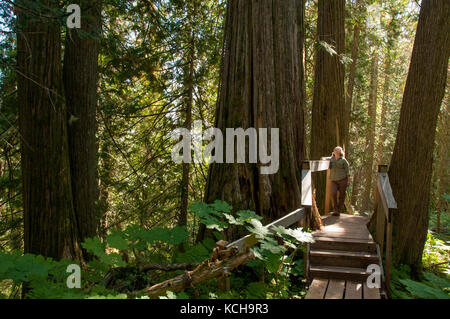 Frau zu Fuß auf den Weg in die alten Forstweg außerhalb von Prince George, BC, Kanada. Im Landesinneren Regenwald, Western Red Cedar (Thuja plicata), alte Wachstum Wald. Model Release zur Verfügung. Stockfoto