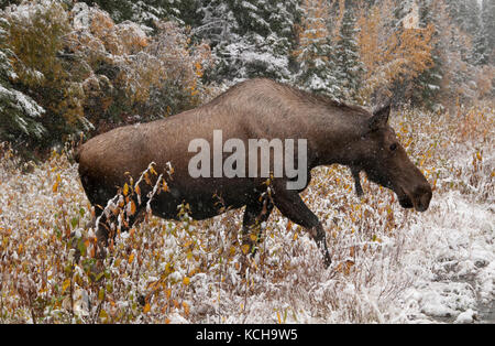 Kuh Elch (Alces alces) Kreuzung nass, eisigen Autobahn in erster Schnee im Winter. Alaska Highway, Alaska. Stockfoto