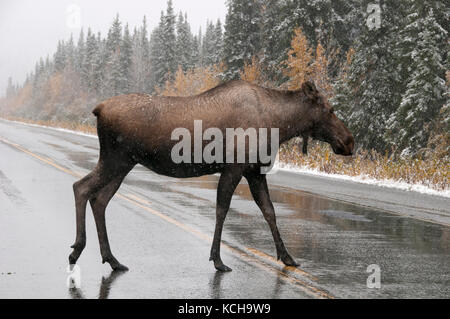 Kuh Elch (Alces alces) Kreuzung nass, eisigen Autobahn in erster Schnee im Winter. Alaska Highway, Alaska. Stockfoto