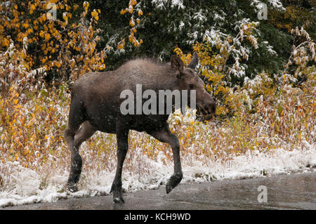 Elch Kalb (Alces alces) Kreuzung nass, eisigen Autobahn in erster Schnee im Winter. Alaska Highway, Alaska. Stockfoto