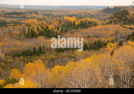 Malerische Zittern Aspen (Populus tremuloides) im Herbst, entlang des Lake Superior. Stockfoto