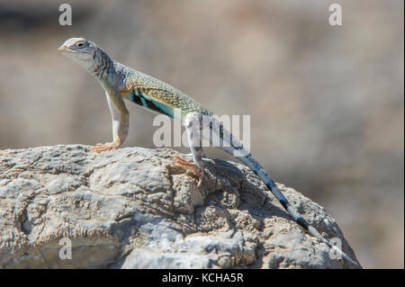 Zebra-tailed Lizard, Callisaurus draconoides in der Wüste von Nevada, USA Stockfoto