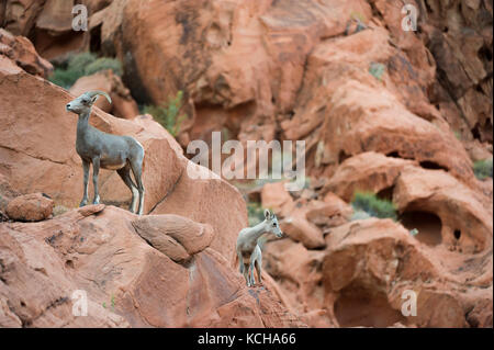 Desert Bighorn Schaf, Ovis canadensis nelsoni Barsch auf einer felsigen, Erntegut im südlichen Utah, USA Stockfoto