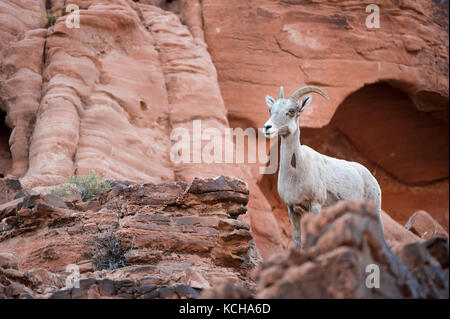 Desert Bighorn Schaf, Ovis canadensis nelsoni Barsch auf einer felsigen, Erntegut im südlichen Utah, USA Stockfoto