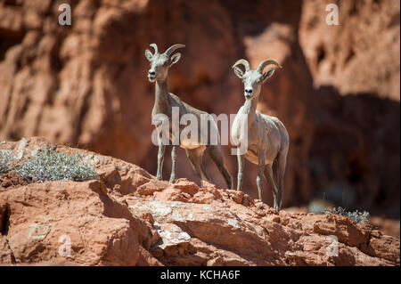 Desert Bighorn Schaf, Ovis canadensis nelsoni, im südlichen Utah, USA Stockfoto