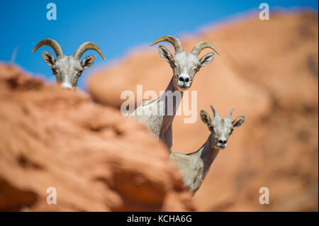 Desert Bighorn Schaf, Ovis canadensis nelsoni, im südlichen Utah, USA Stockfoto