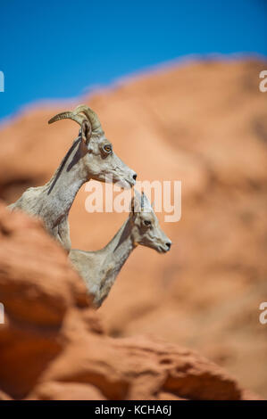 Desert Bighorn Schaf, Ovis canadensis nelsoni, im südlichen Utah, USA Stockfoto
