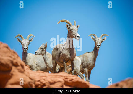 Desert Bighorn Schaf, Ovis canadensis nelsoni, im südlichen Utah, USA Stockfoto