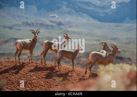 Desert Bighorn Schaf, Ovis canadensis nelsoni thront auf einem felsigen, Erntegut im südlichen Utah, USA Stockfoto