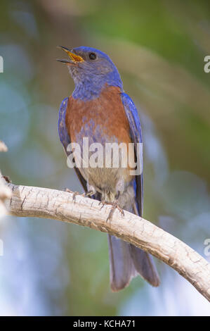 Western Bluebird, Sialia Mexicana, im südlichen Utah, USA Stockfoto