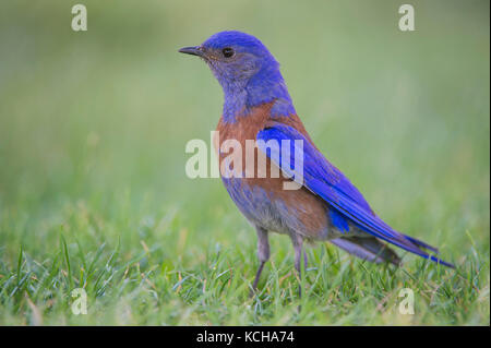 Western Bluebird, Sialia Mexicana, im südlichen Utah, USA Stockfoto