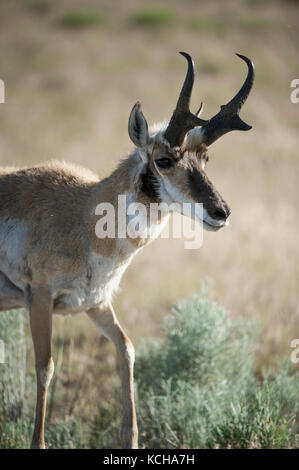 Pronghorn Antilope, Antilocapra americana, Central Utah, USA Stockfoto