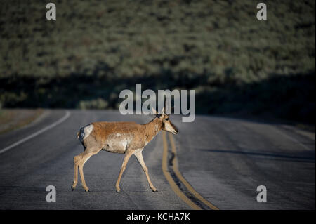 Pronghorn Antilope, Antilocapra americana, überqueren Sie die Straße Central Utah, USA Stockfoto