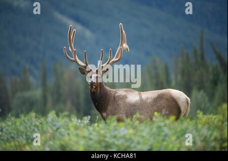 Rocky Mountain Elk, Cervus canadensis nelsoni, kanadische Rockies Stockfoto