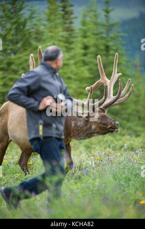 Rocky Mountain Elk, Cervus canadensis nelsoni unachtsamen Fotograf im Vordergrund der Kanadischen Rocky Mountains in Alberta, Kanada Stockfoto