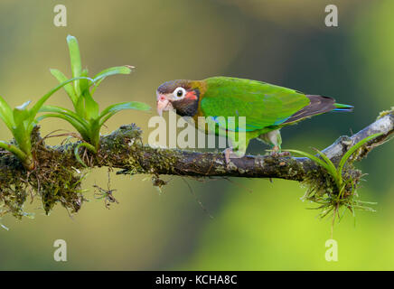 Braun - mit Kapuze - Papagei (Pyrilia haematotis) - an der Laguna Lagarto Lodge in der Nähe von Boca Tapada, Costa Rica Stockfoto